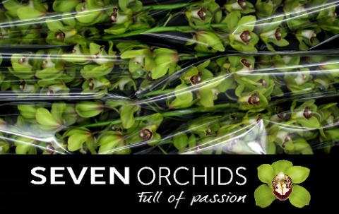 Cymbidium Kermit 12/15bl