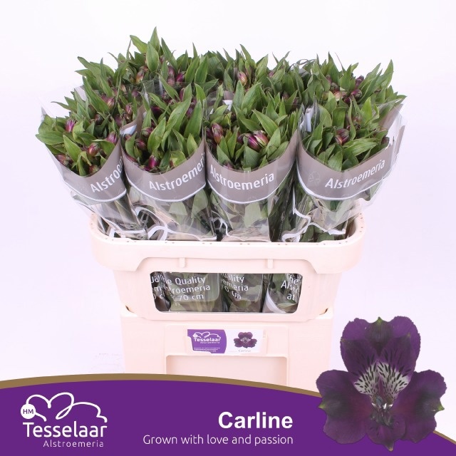 Alstr Carline 70cm 50gram