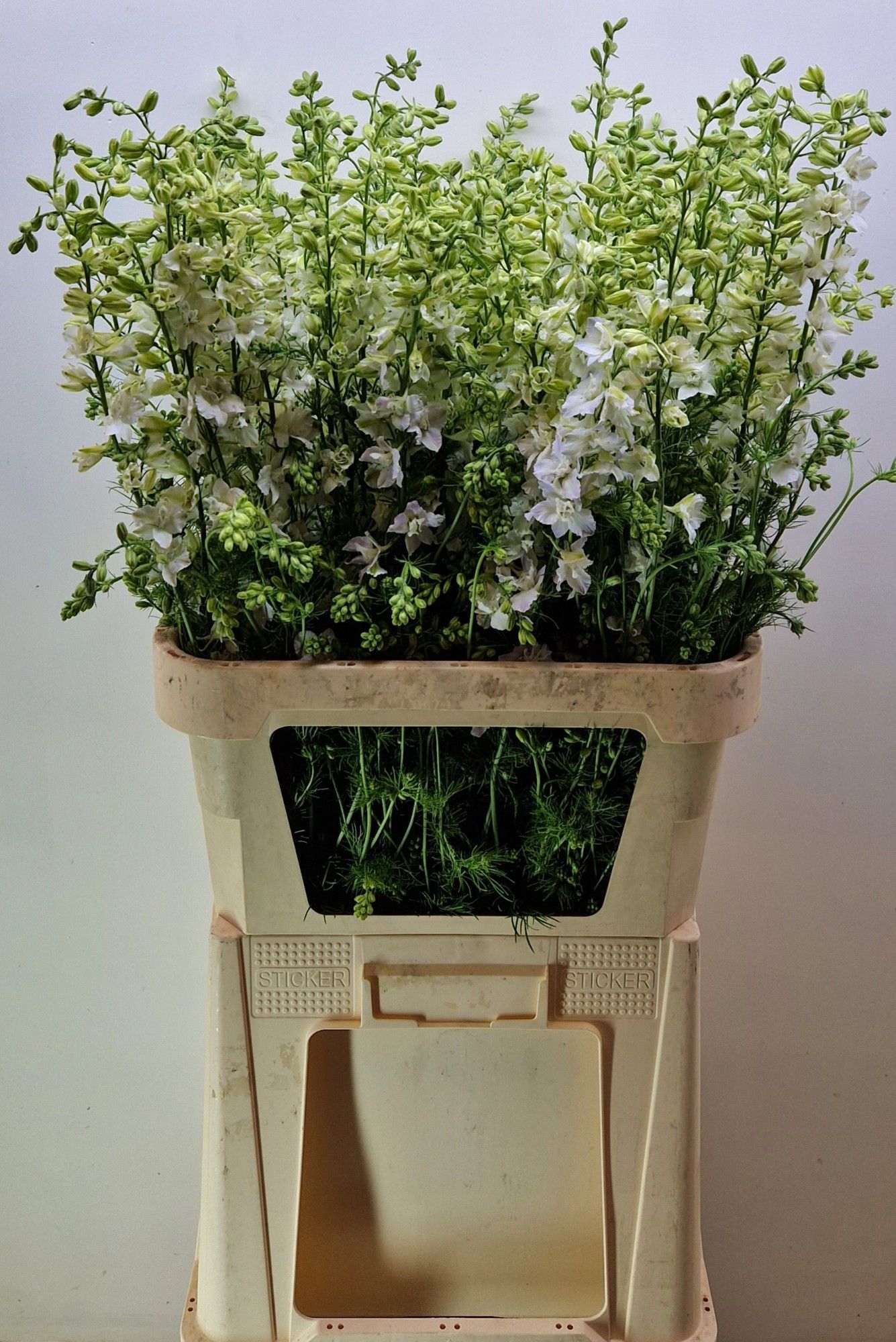 Consolida White (LARKSPUR) 90cm