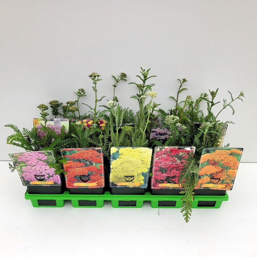 Picture of Achillea mix 6x10 srt. per shelve P11