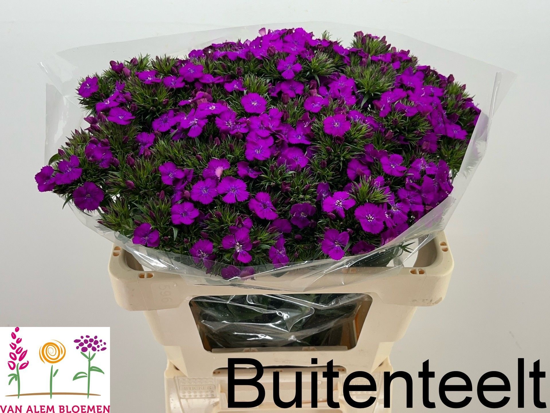 Dianthus Barb Neon Purple 50cm