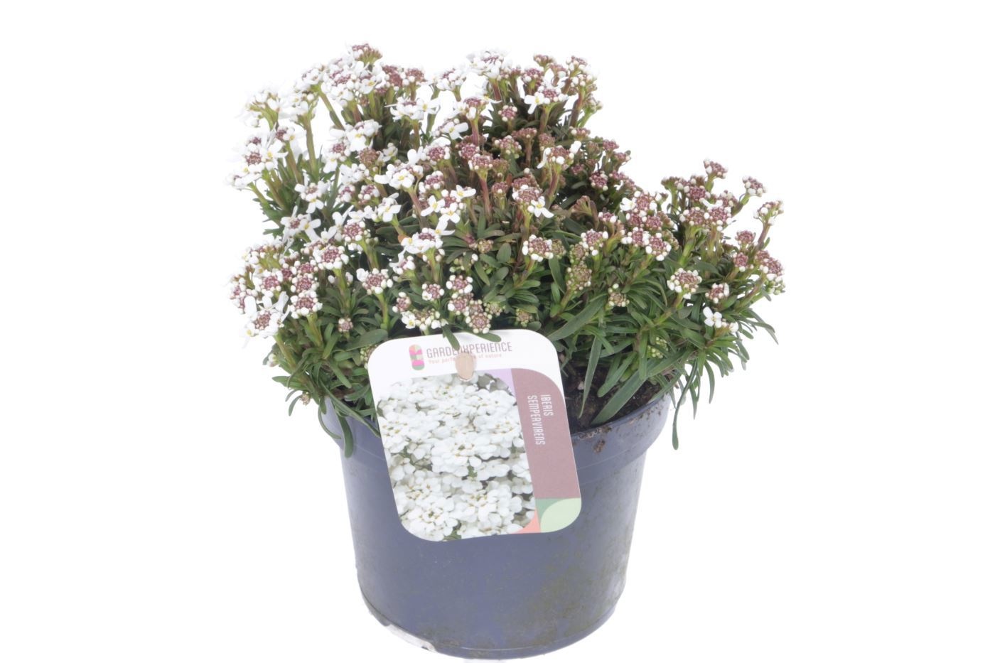 Iberis sempervirens 'Fischbeck'