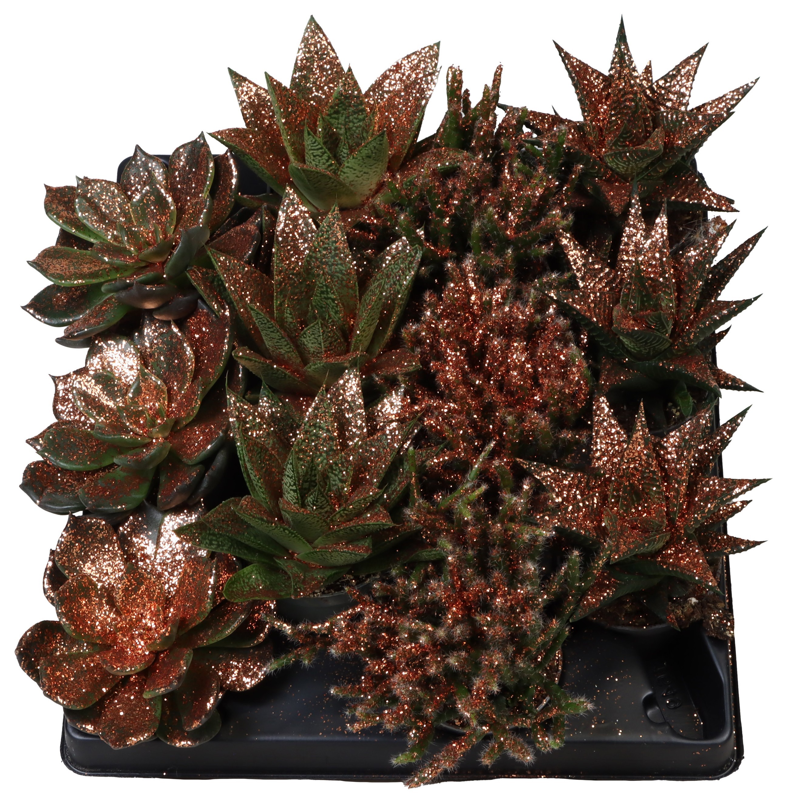 Picture of Succulent varieties Bronze Glitter P6 10CM