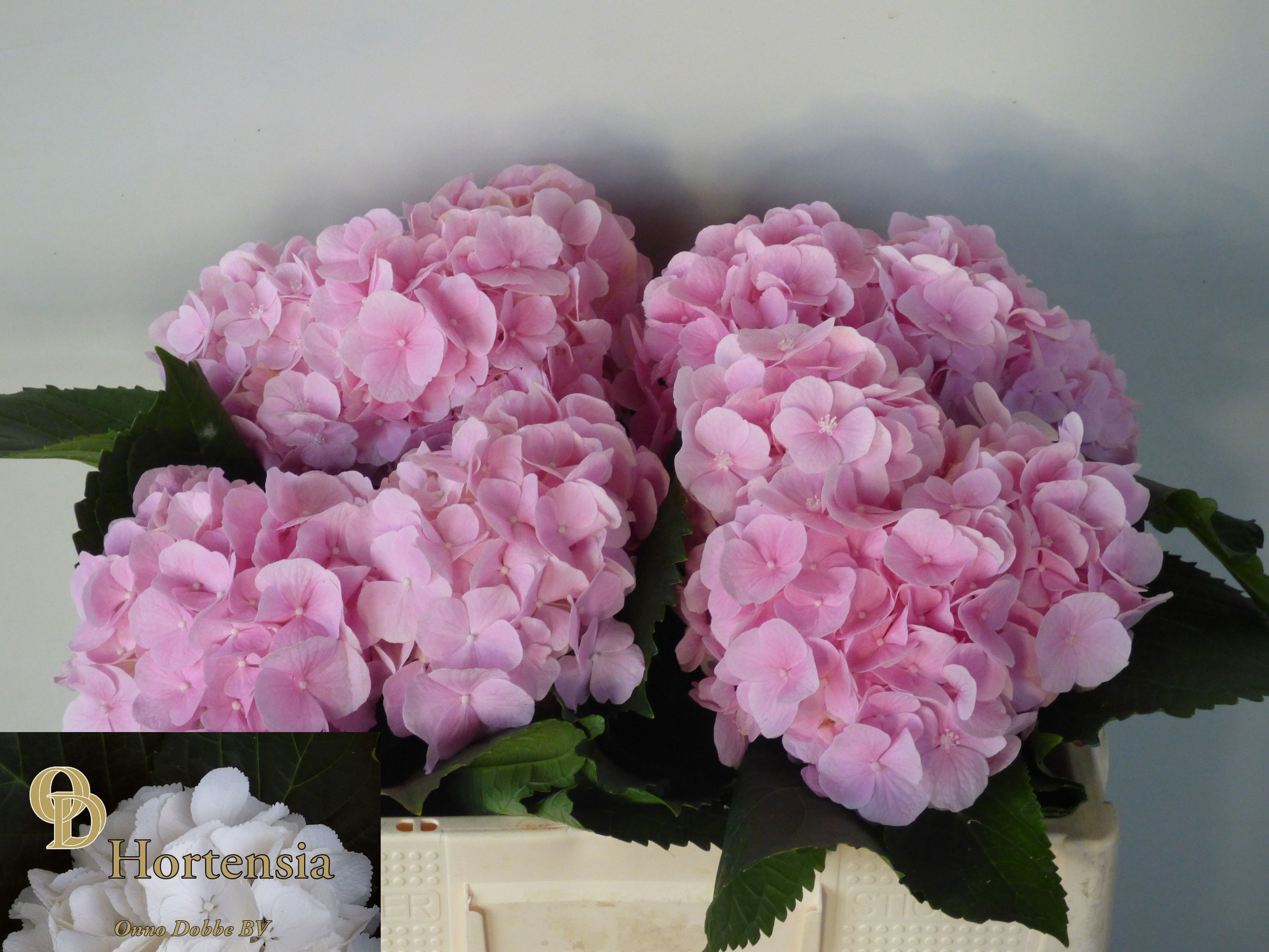 Hydrangea Verena Pink 50cm 14Ø