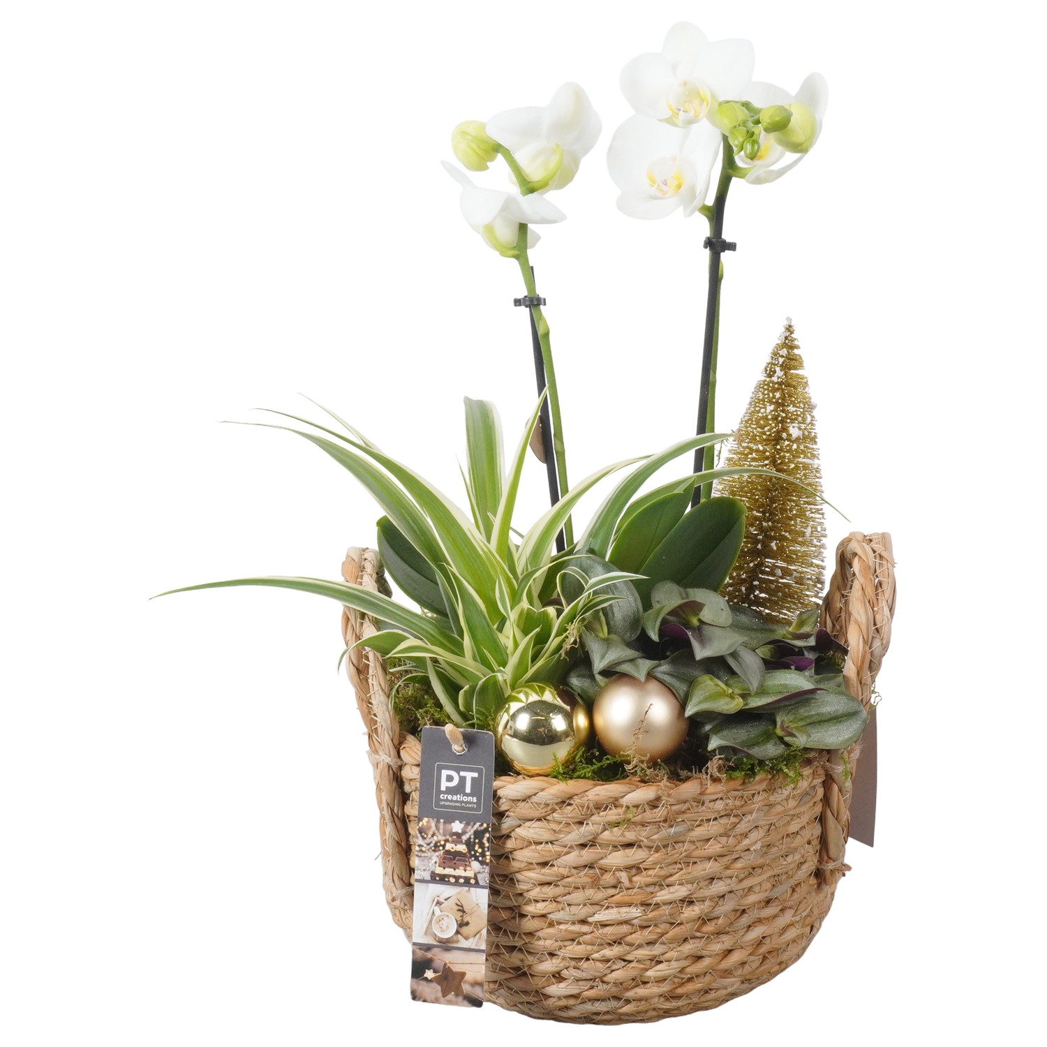 Picture of PTKB9328 Arrangement X-Mas in grass basket P20 41CM