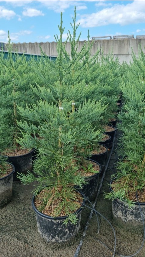 Sequoiadendron giganteum 'Glaucum'