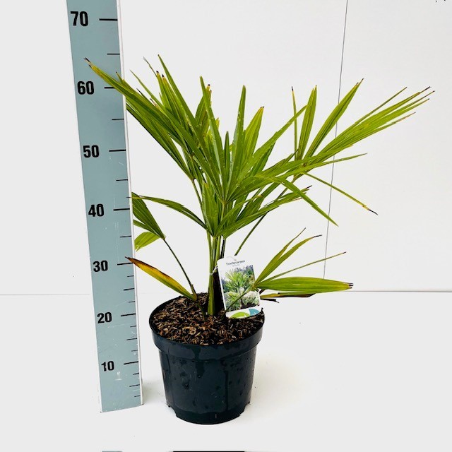 Picture of Trachycarpus fortunei C5 60/80