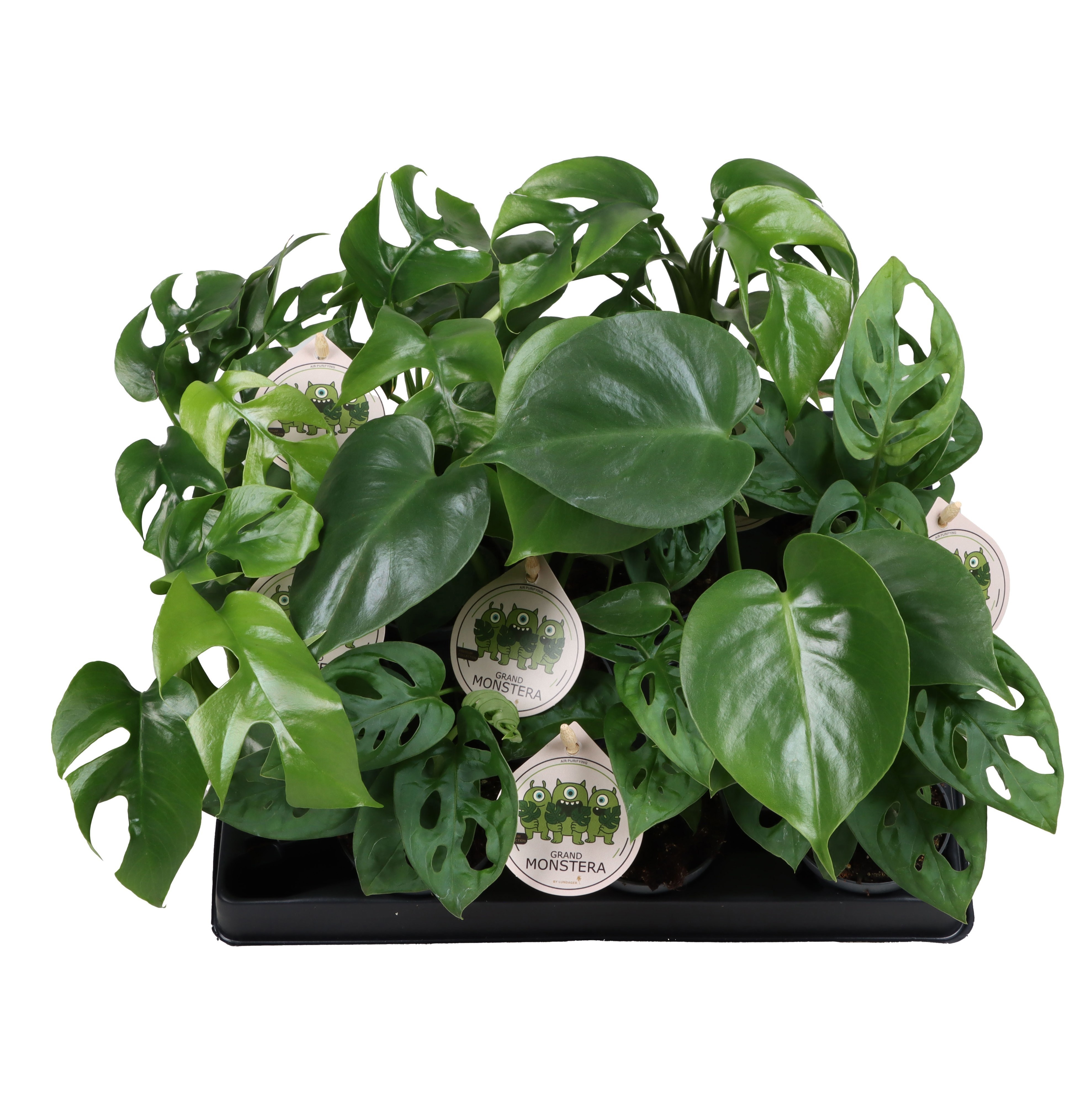 Monstera MONSTERA OV | Gardenline
