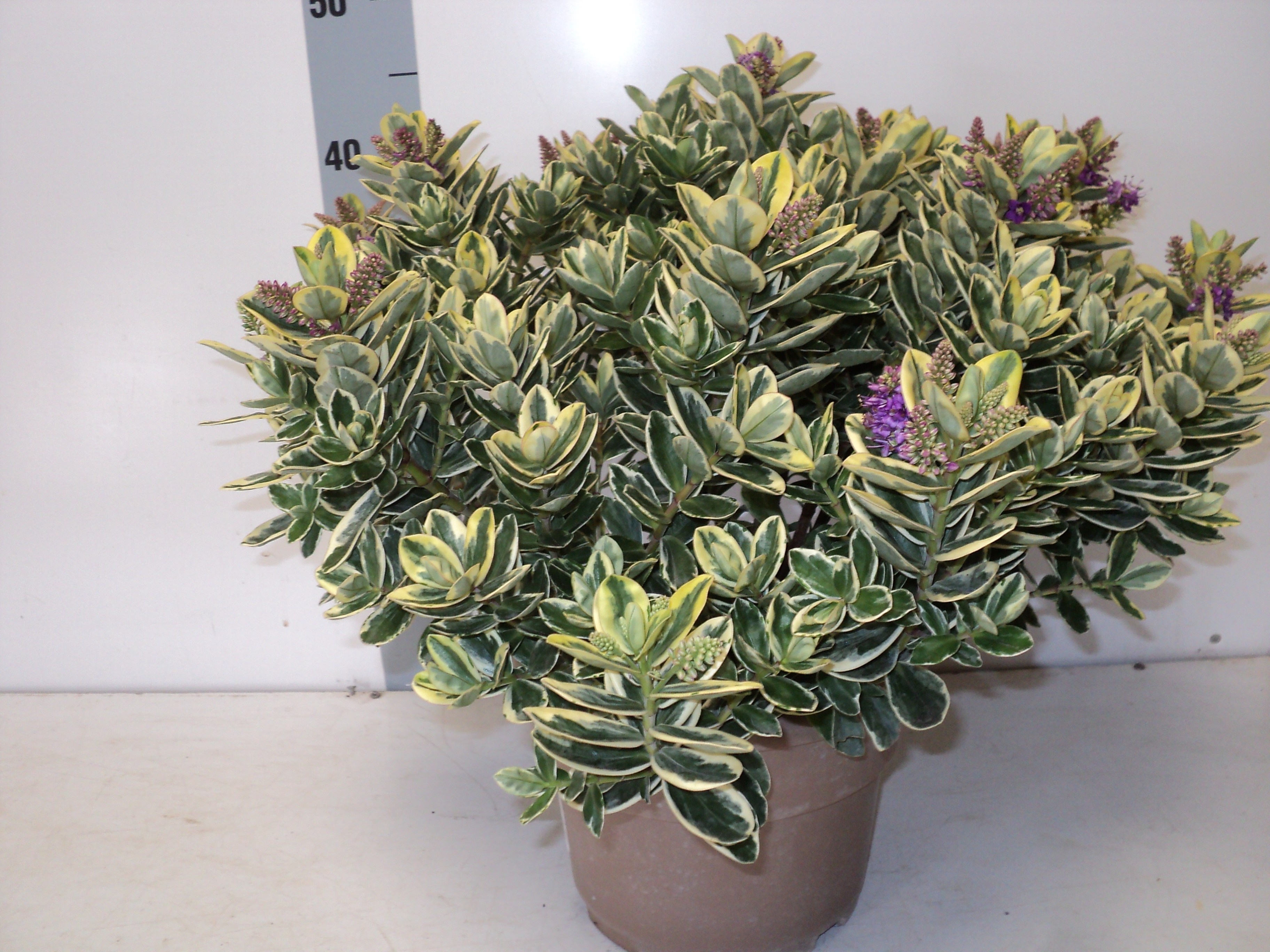 Hebe 'Andersonii Variegata' HEBE AND VARIEGATA | Gardenline