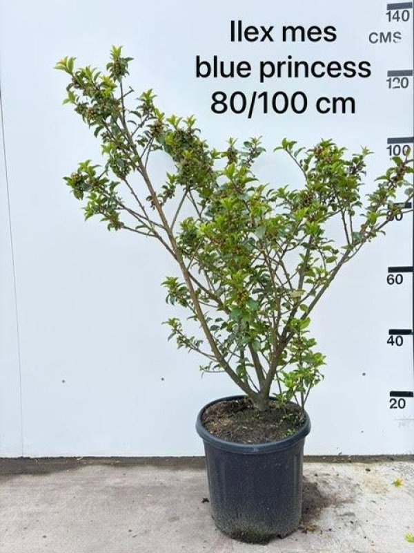 Ilex X M Blue Prince