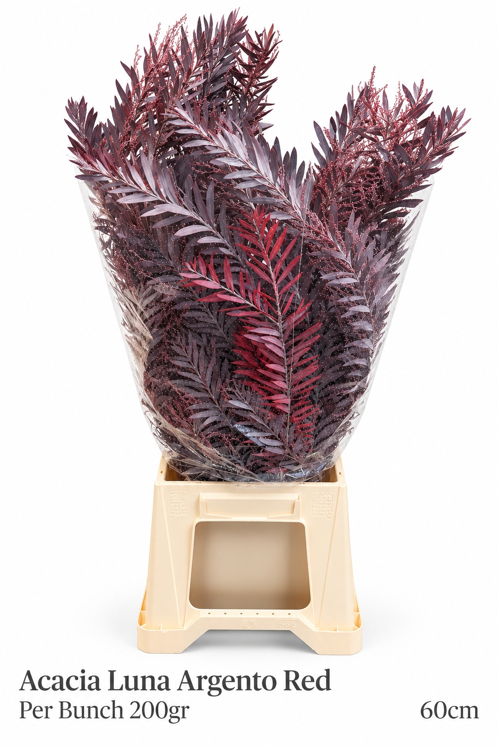 Acacia Baileya Bl Bs 60L.cm 23bloei