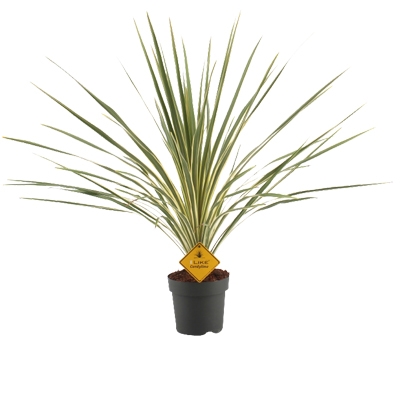 Picture of Cordyline Australis Variegata - 17cm