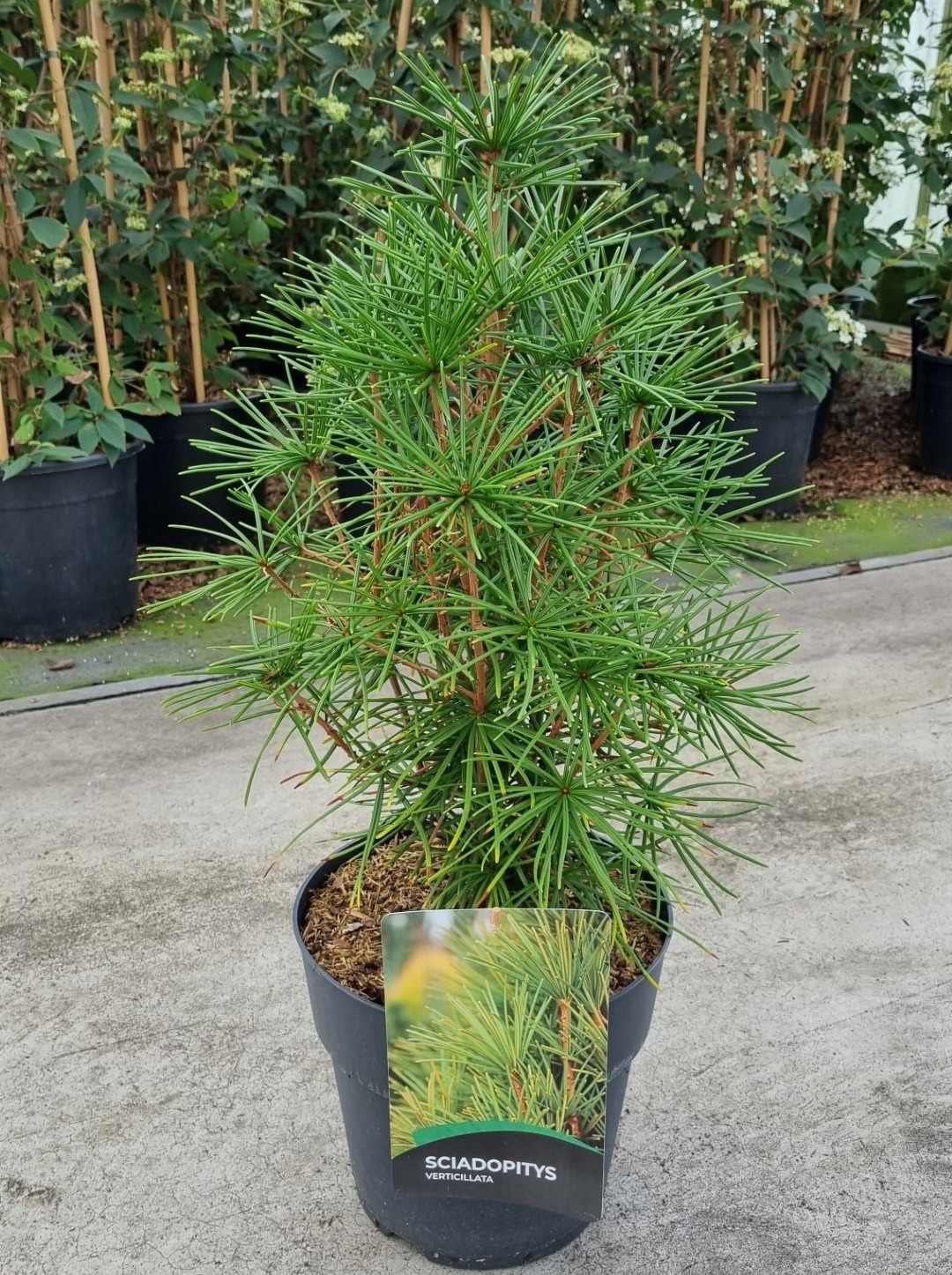 Picture of Sciadopitys verticillata P29 (10 Ltr)