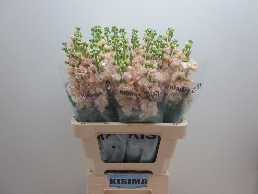 Matthiola Iron Apricot 60cm