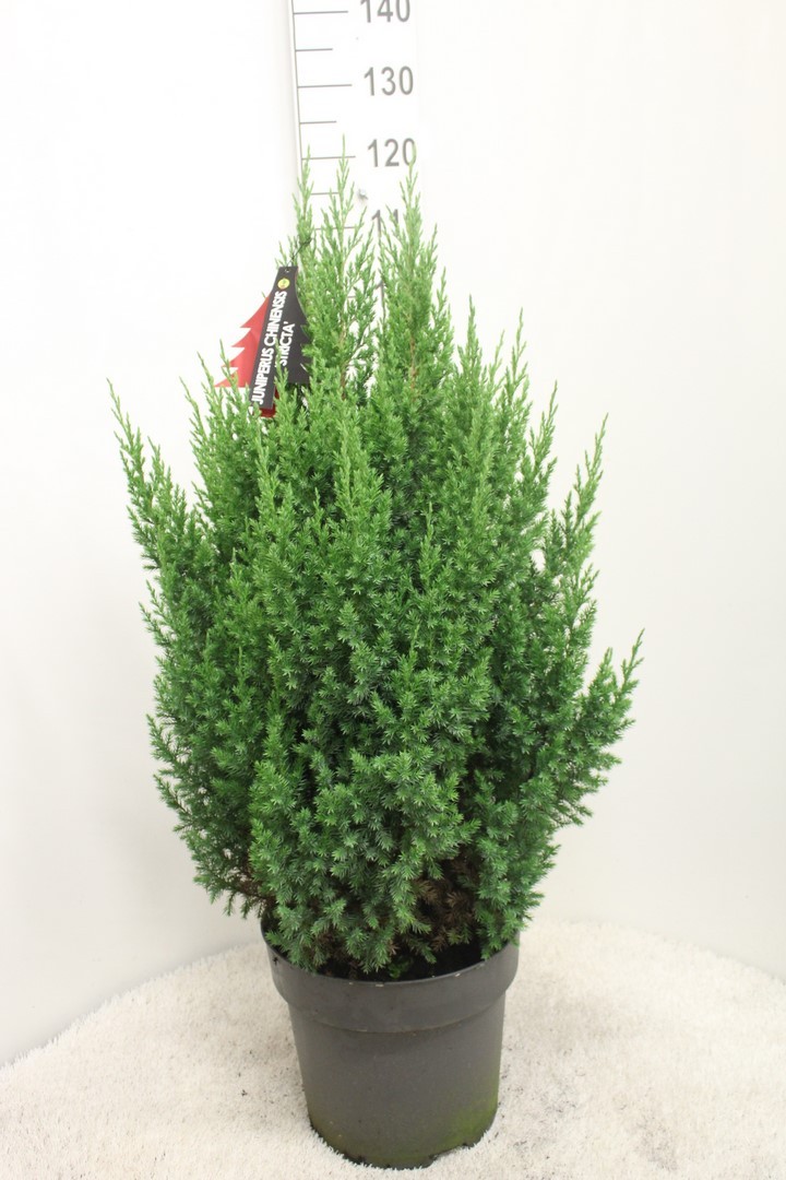 Picture of Juniperus chinensis Stricta P32 (15 Ltr) 110CM-INC-POT/POTGROWN (LOOSE)