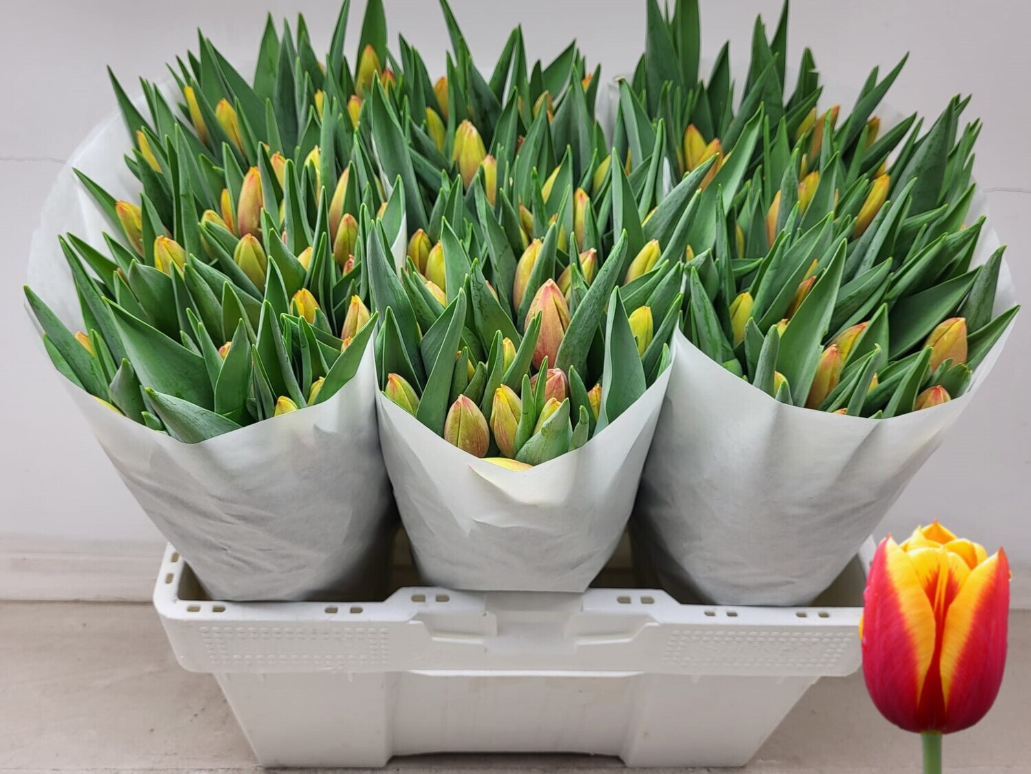 Tulipa Denmark 42cm 32gram