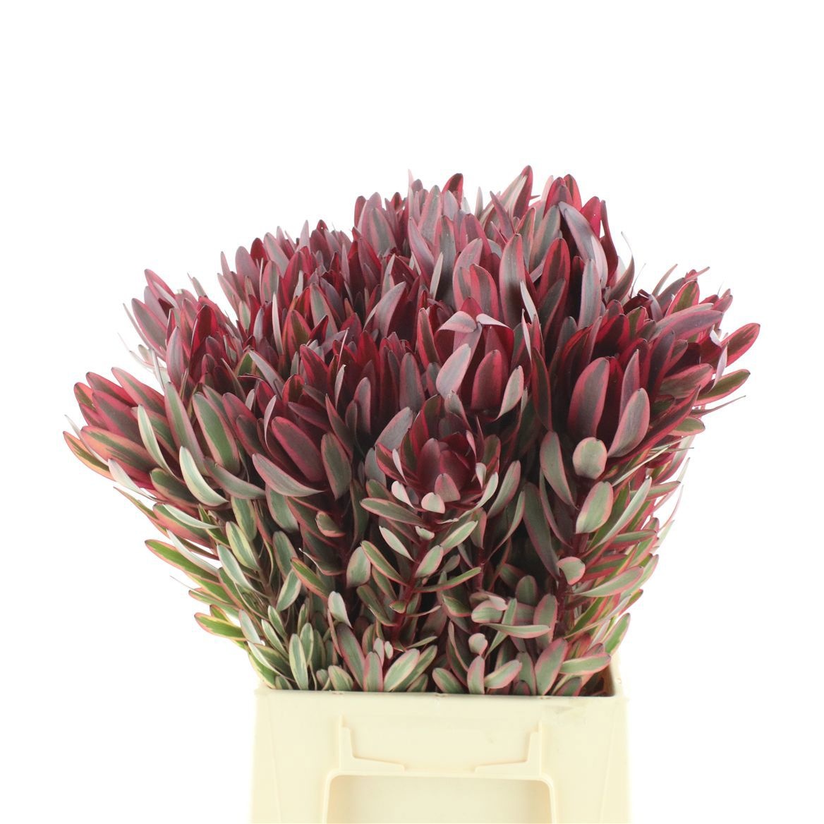Leucadendron Jester 50cm