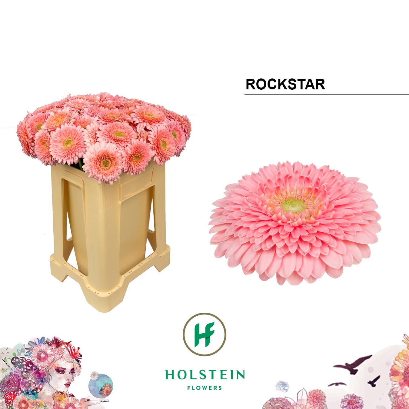 Ge Bv Pom Rockstar