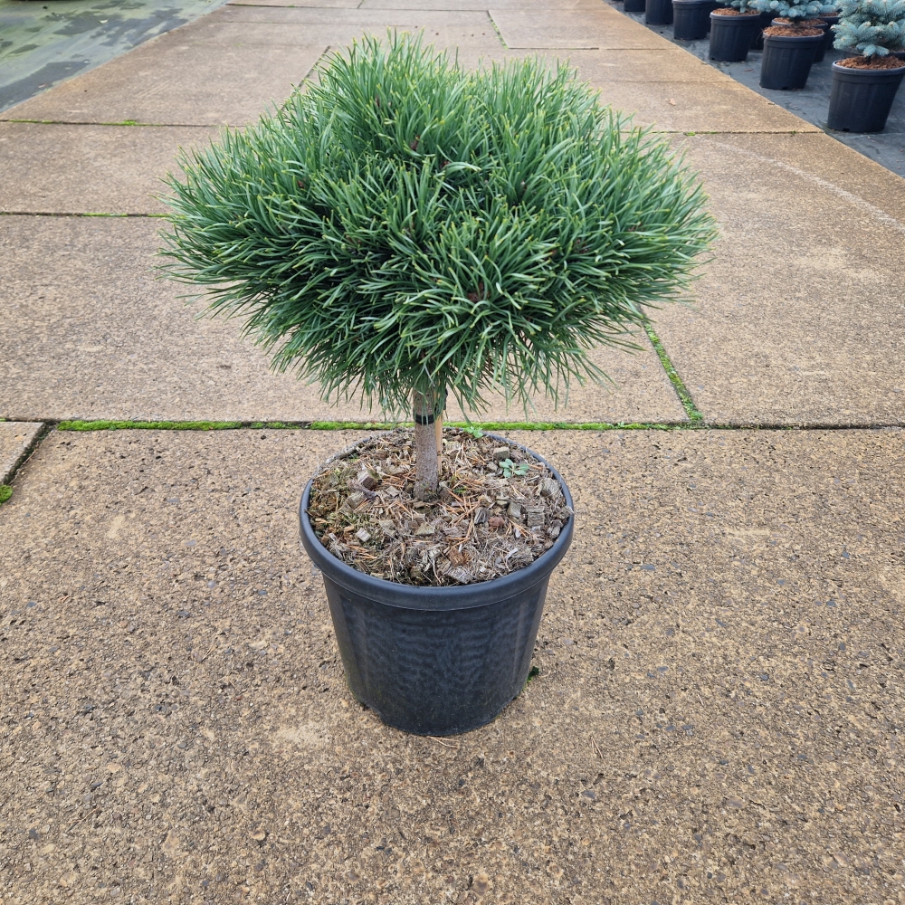 Picture of Pinus sylvestris Martham C8 20/STD (LOOSE)