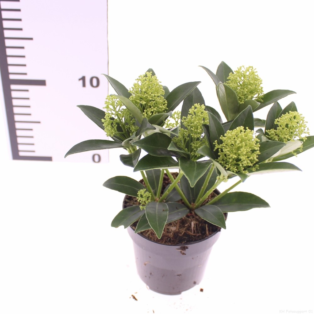 Picture of Skimmia jap. 'White Dwarf'