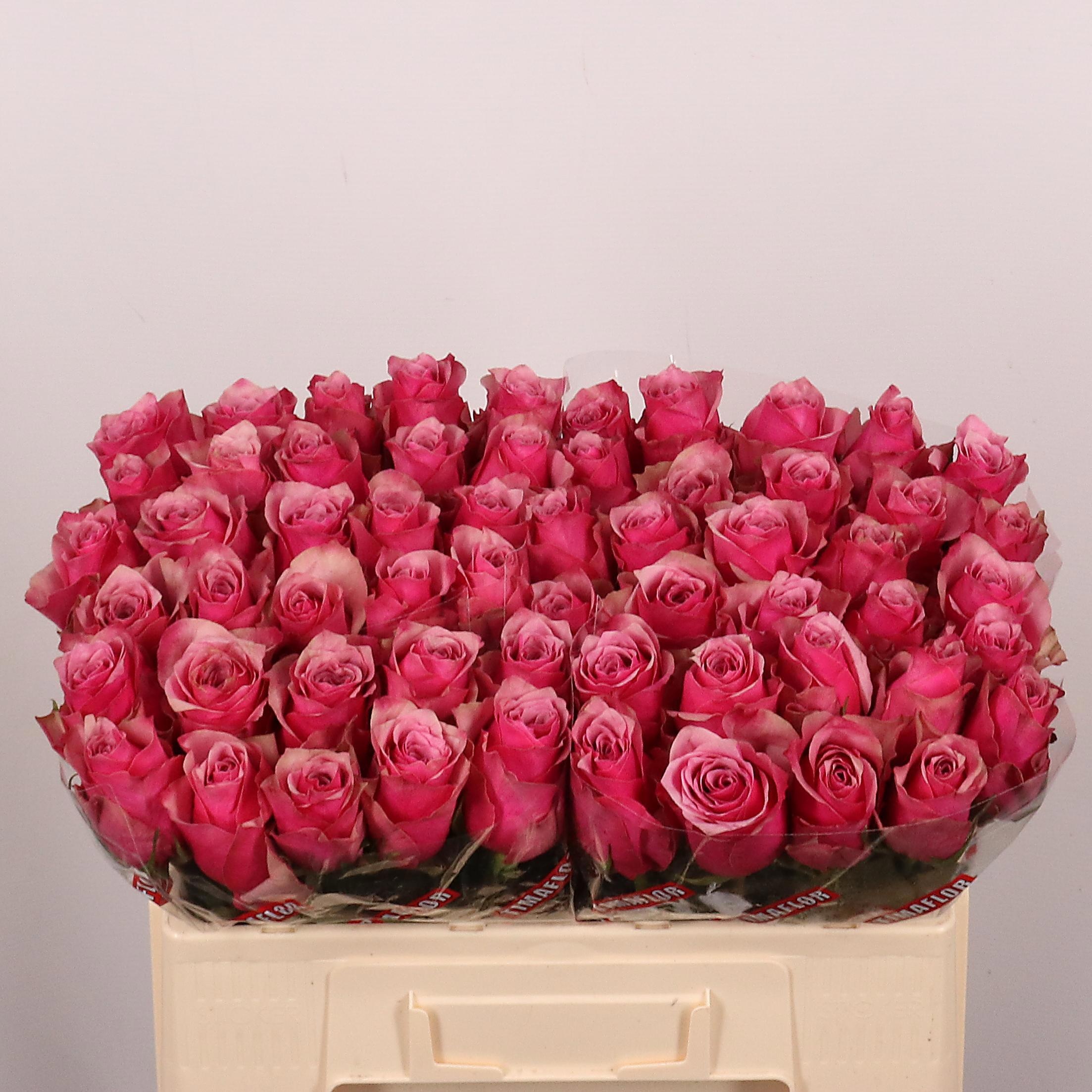 Rosa Majestic Athena 50cm