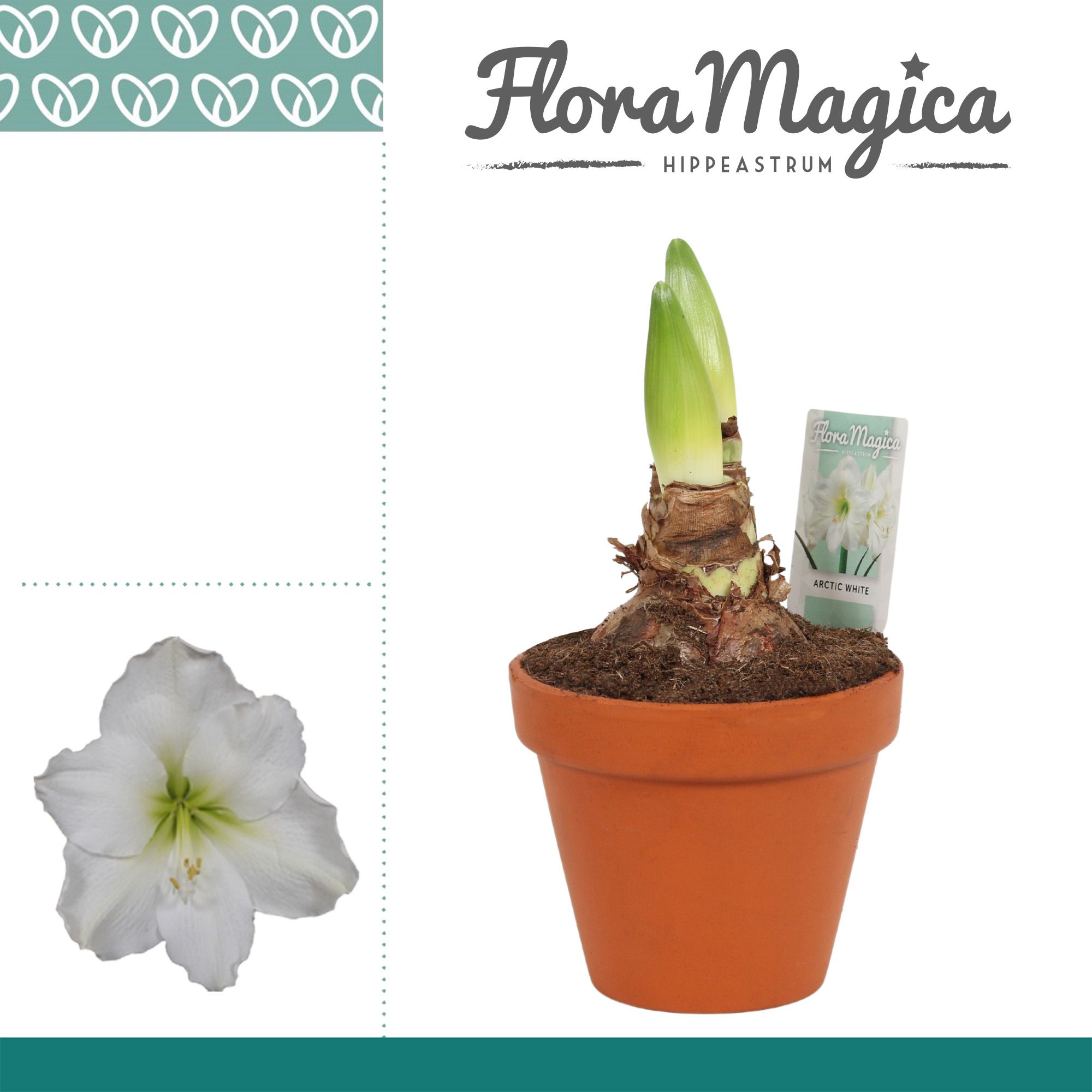 Amaryllis Arctic White 2 stems. Terra pot