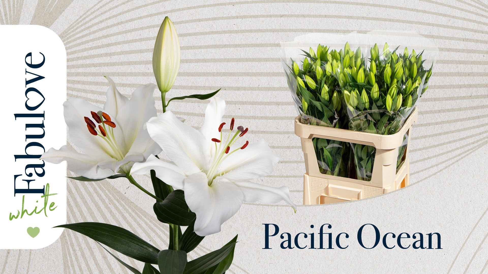 Lilium Or Pacific Ocean 80cm 3/5bl