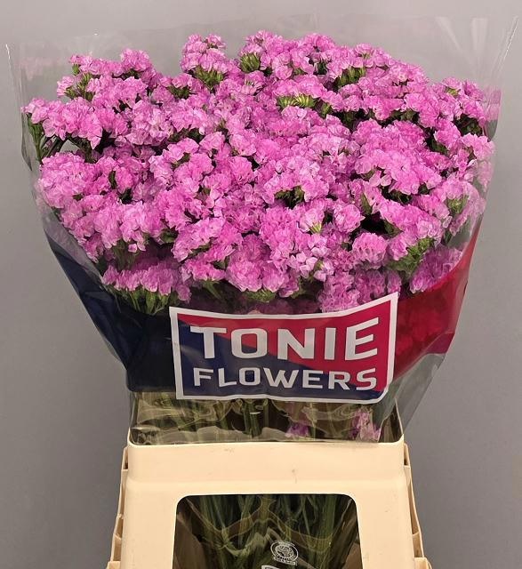 Limonium St Rosa Sunbirds 70cm 40gram