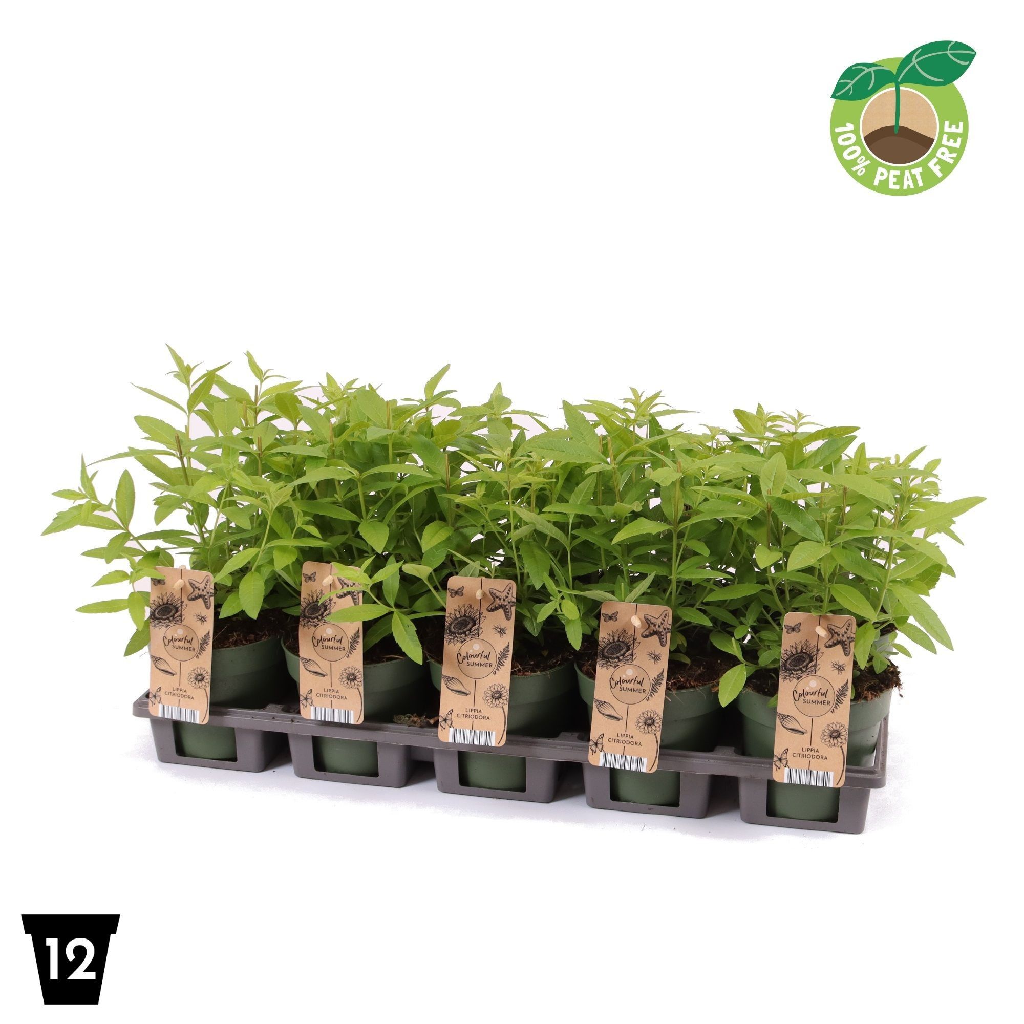 Picture of Lippia Citriodora