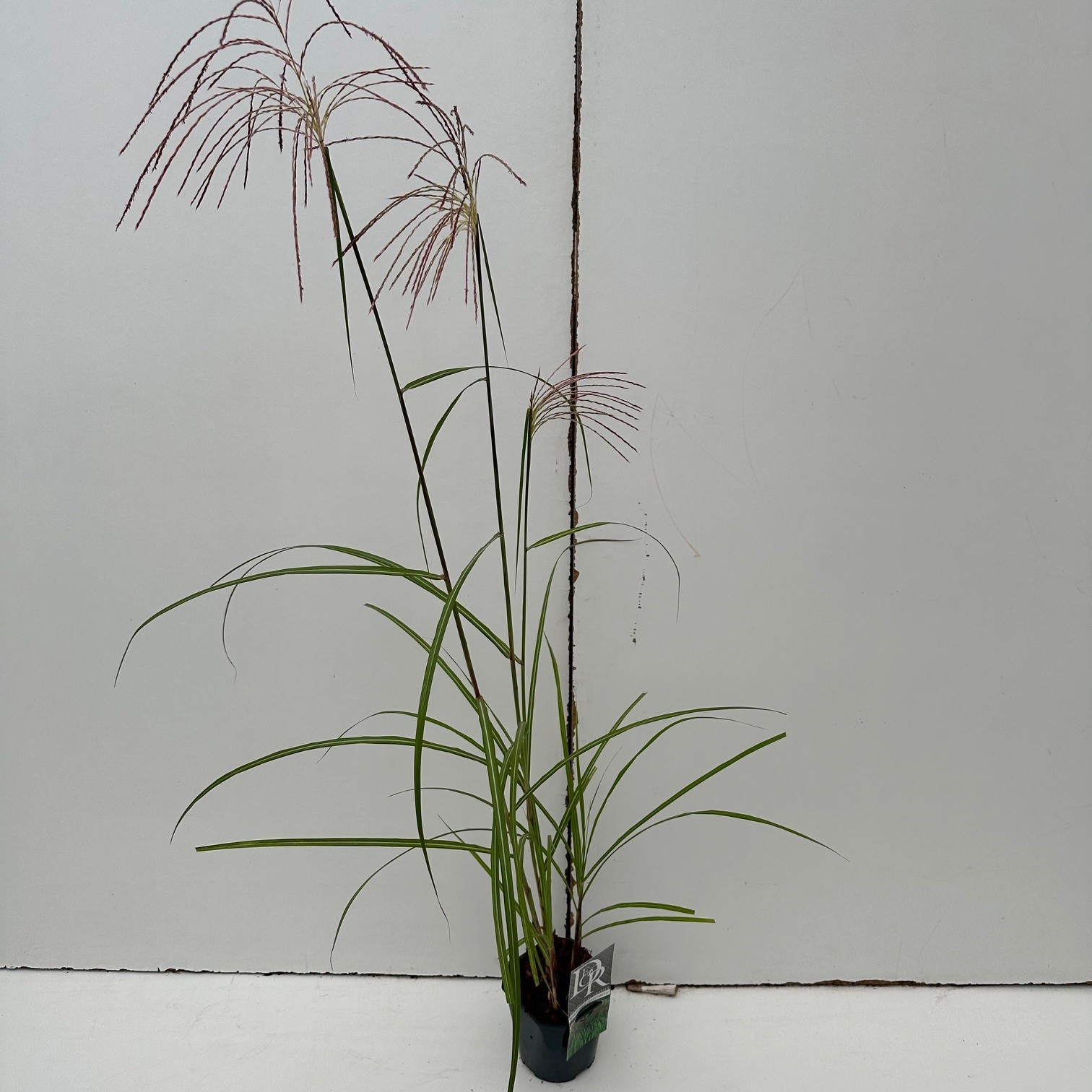 Picture of Miscanthus Malepartus P17 (2 Ltr) Square