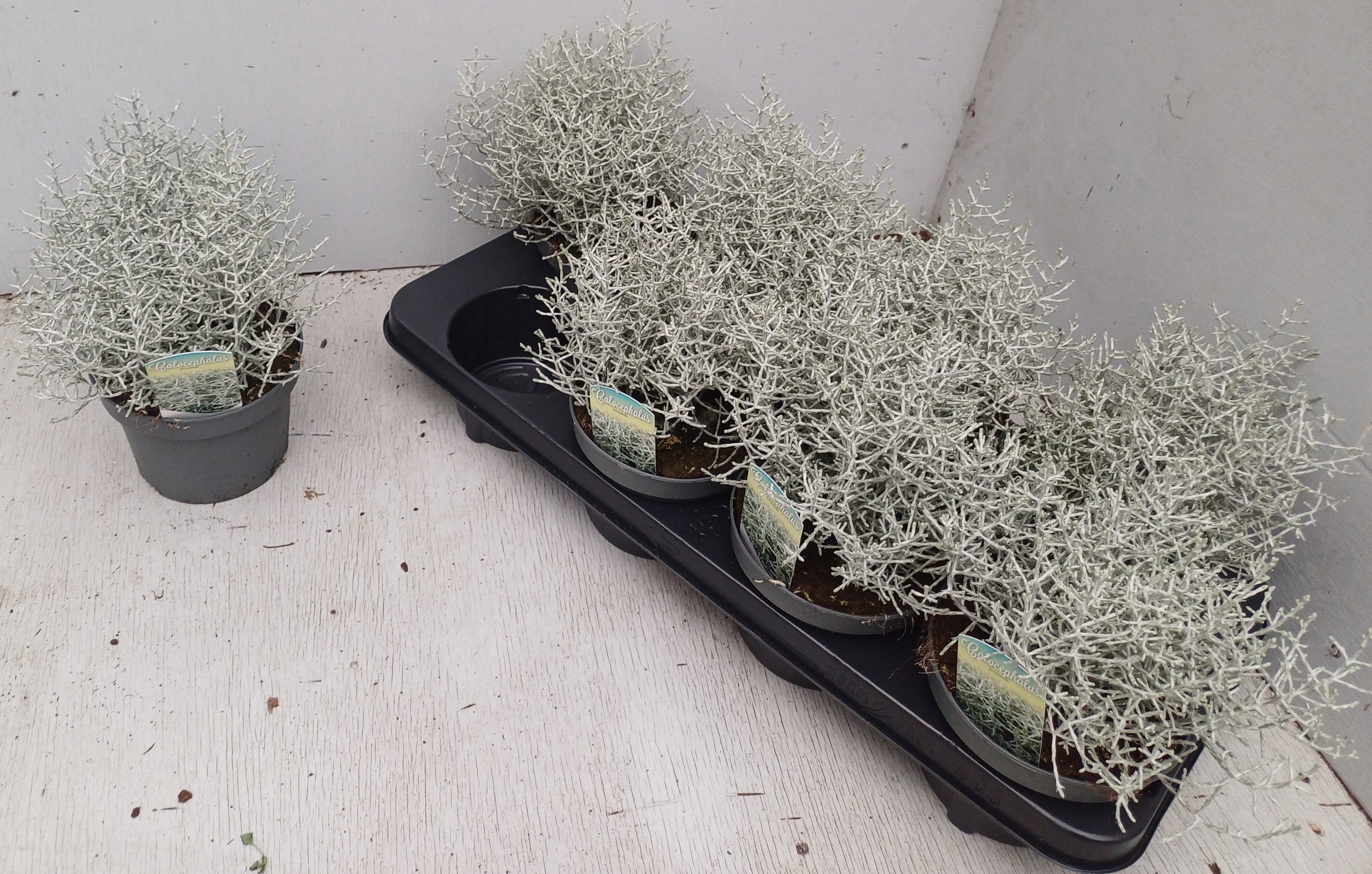 Leucoph Brownii 13P 22H