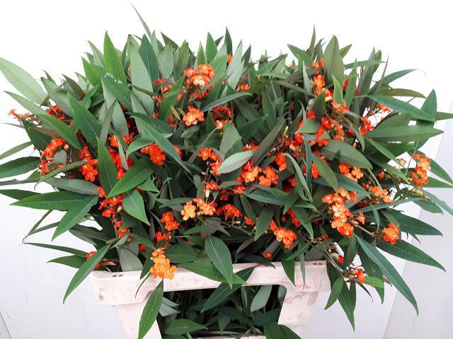 Euphorbia Spray Queen Of Orange 60cm