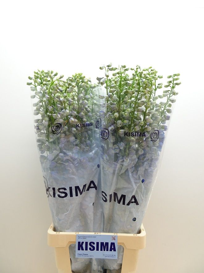 Delphinium El Guard Laven 90cm