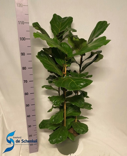 Ficus Lyrata 27P 115H 3stek