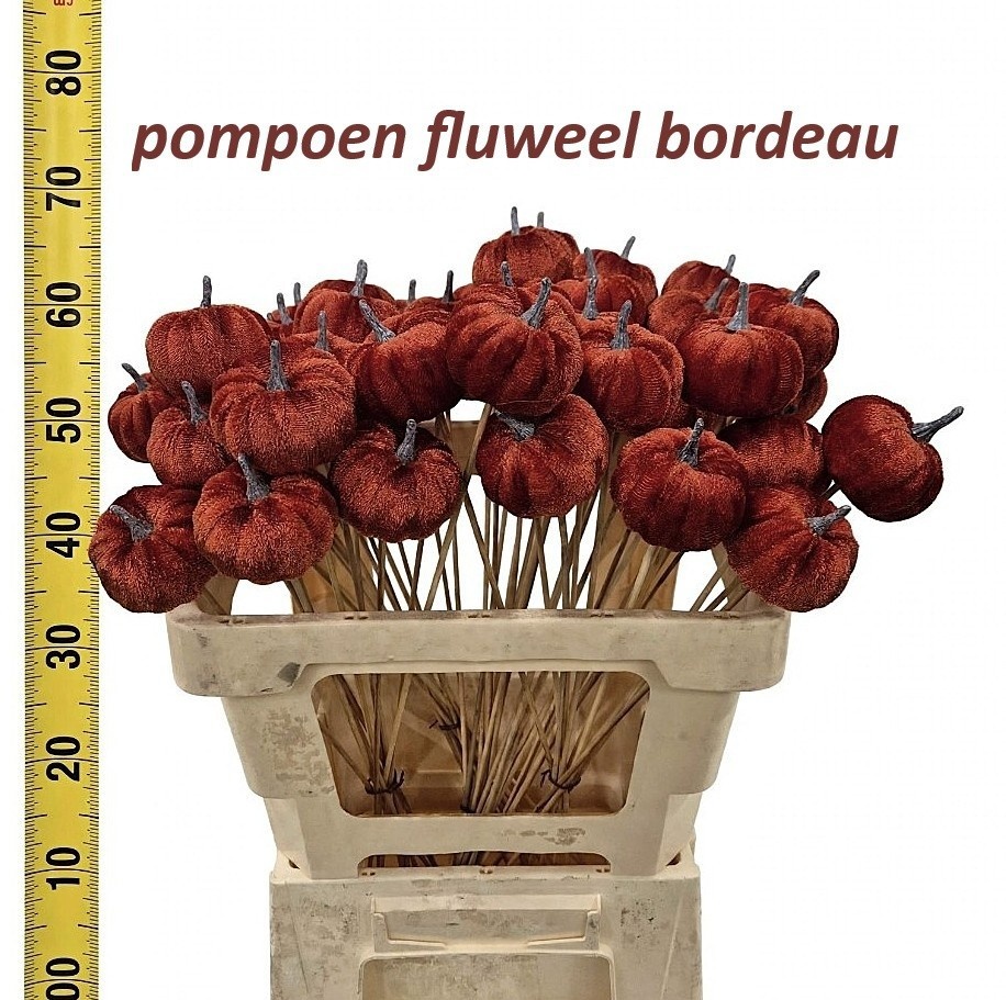 Huis En Tuindeco H%