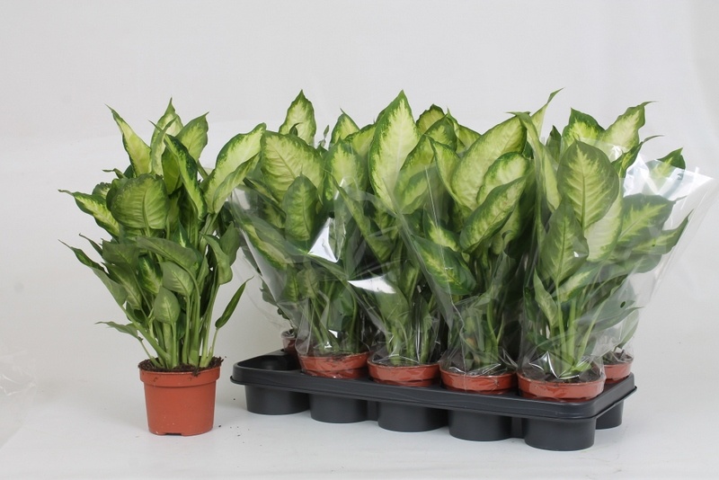 Dieff Ov Camilla 12Ø 45cm
