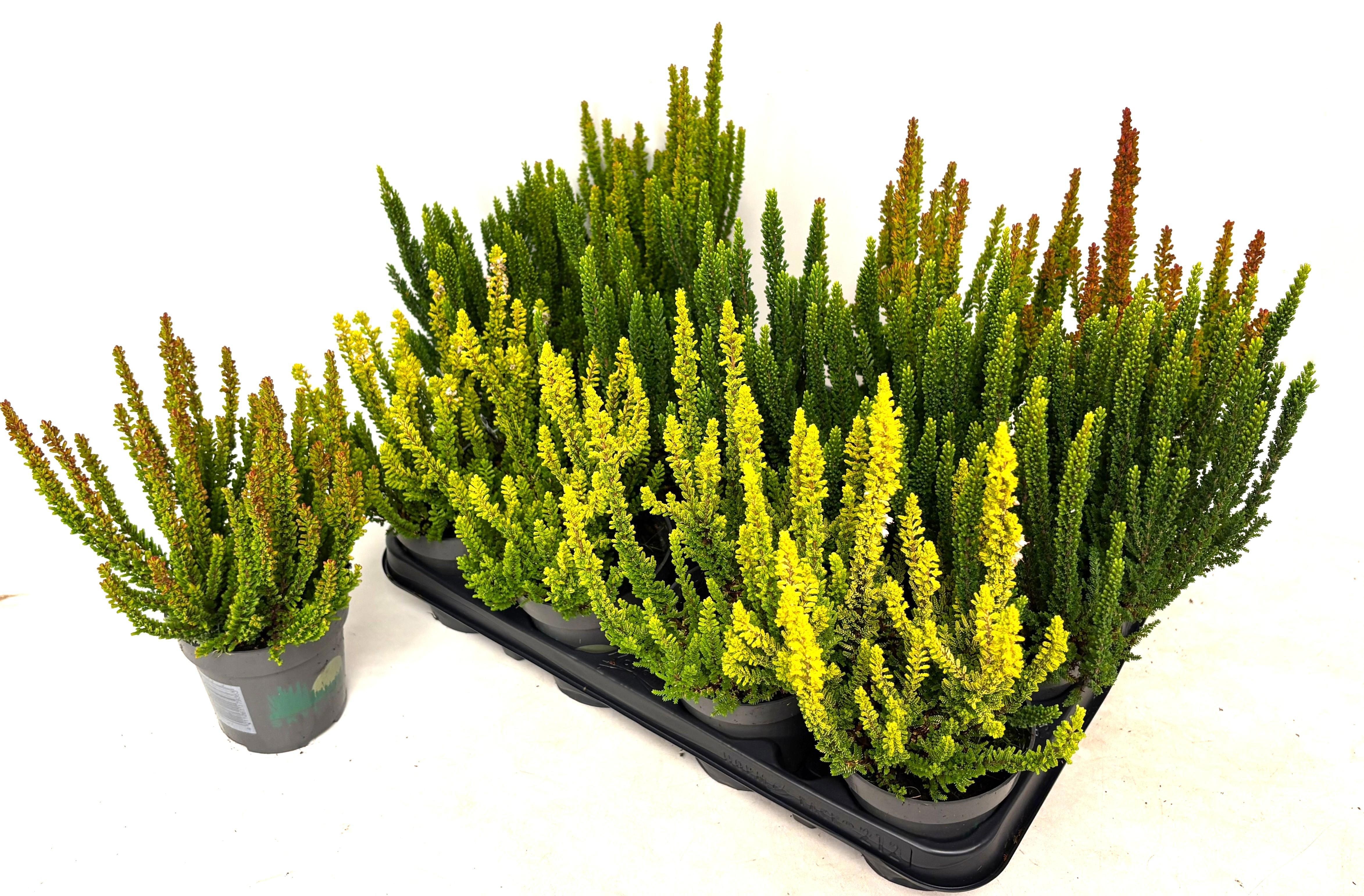 Callu Skyline Gem 509P 25H