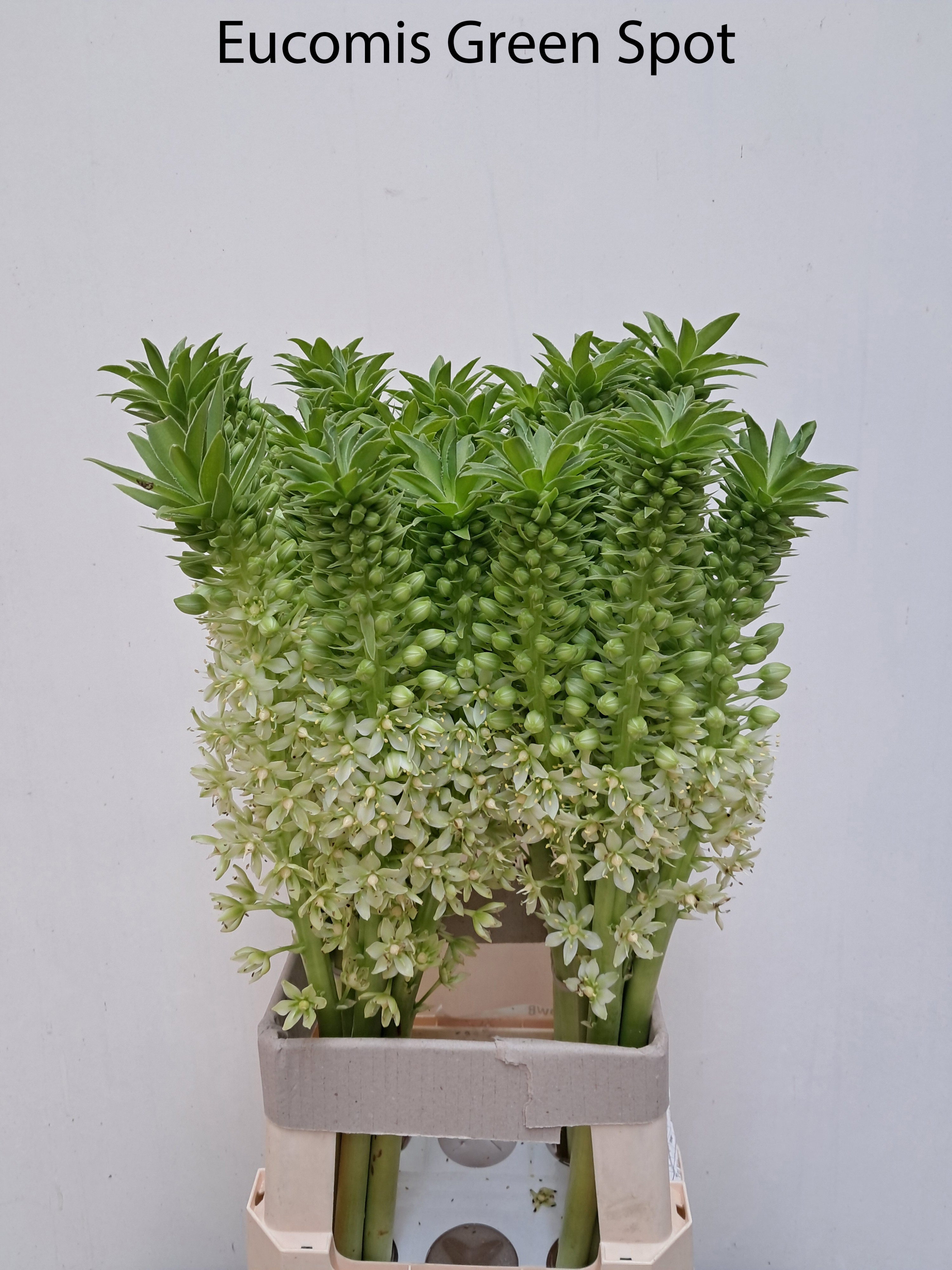 Eucomis Ov