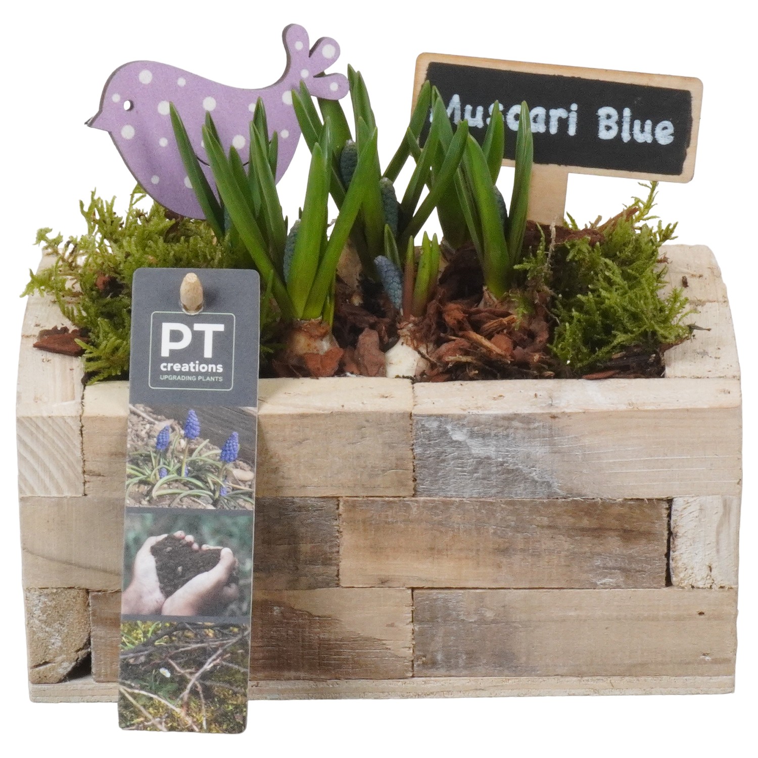 Picture of PTMB1099 Arrangement Muscari in wooden box P18 16CM