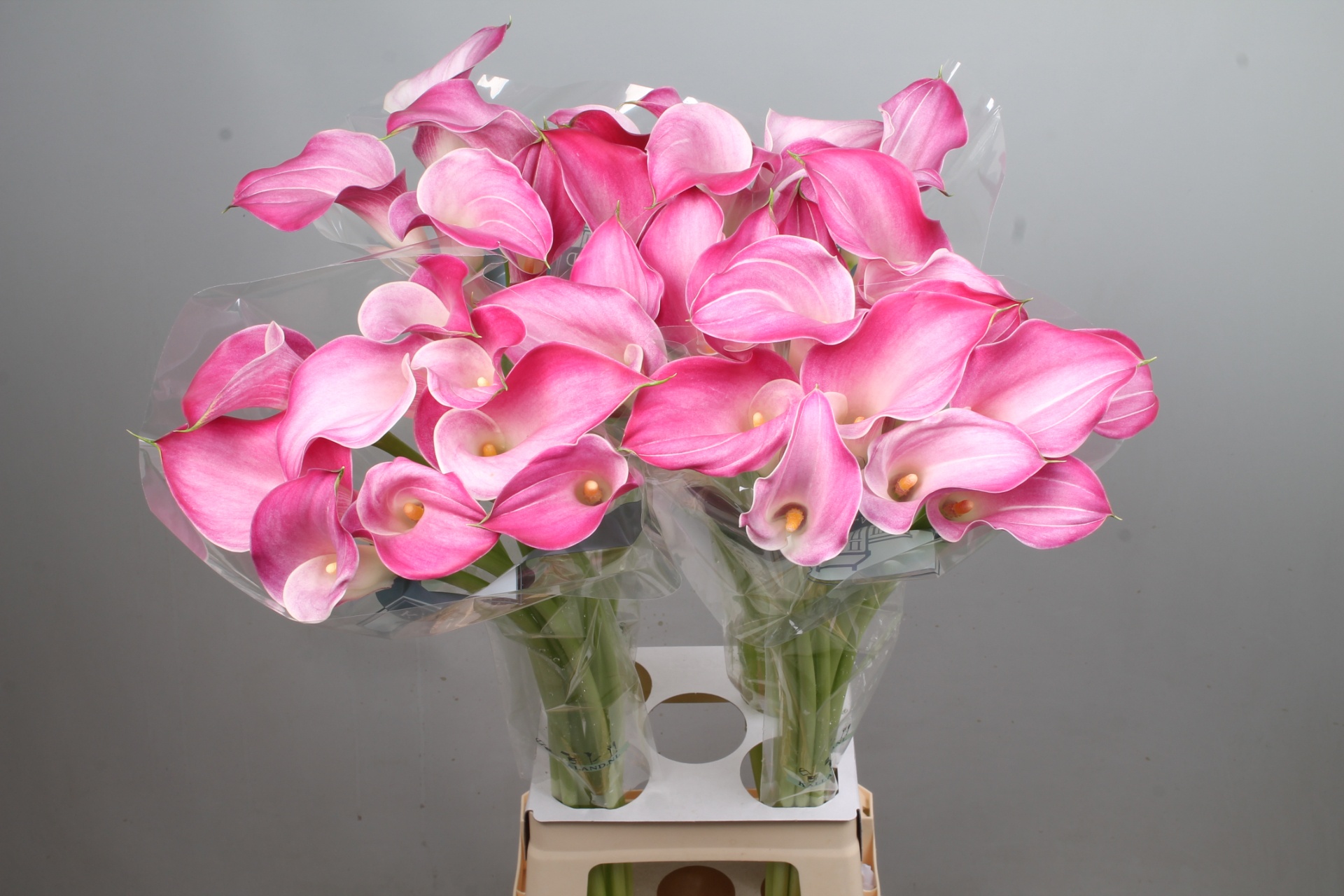 Calla Pink Jewel 90cm