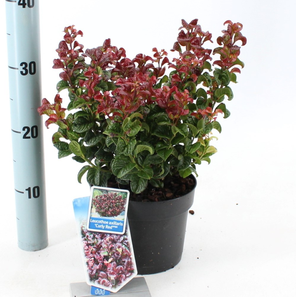 Picture of Leucothoe axillaris Curly Red PBR P17 (2 Ltr)