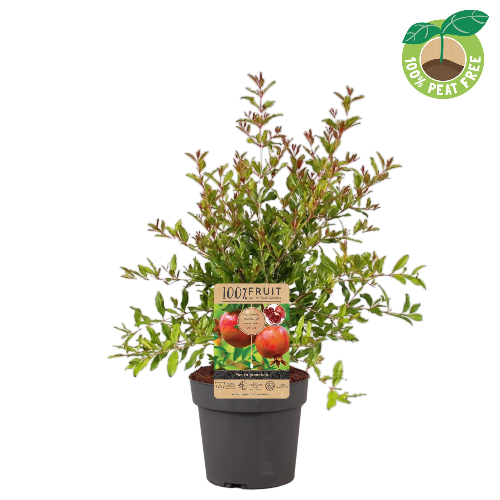 Picture of Punica granatum Early P21 (4 Ltr) BUSH