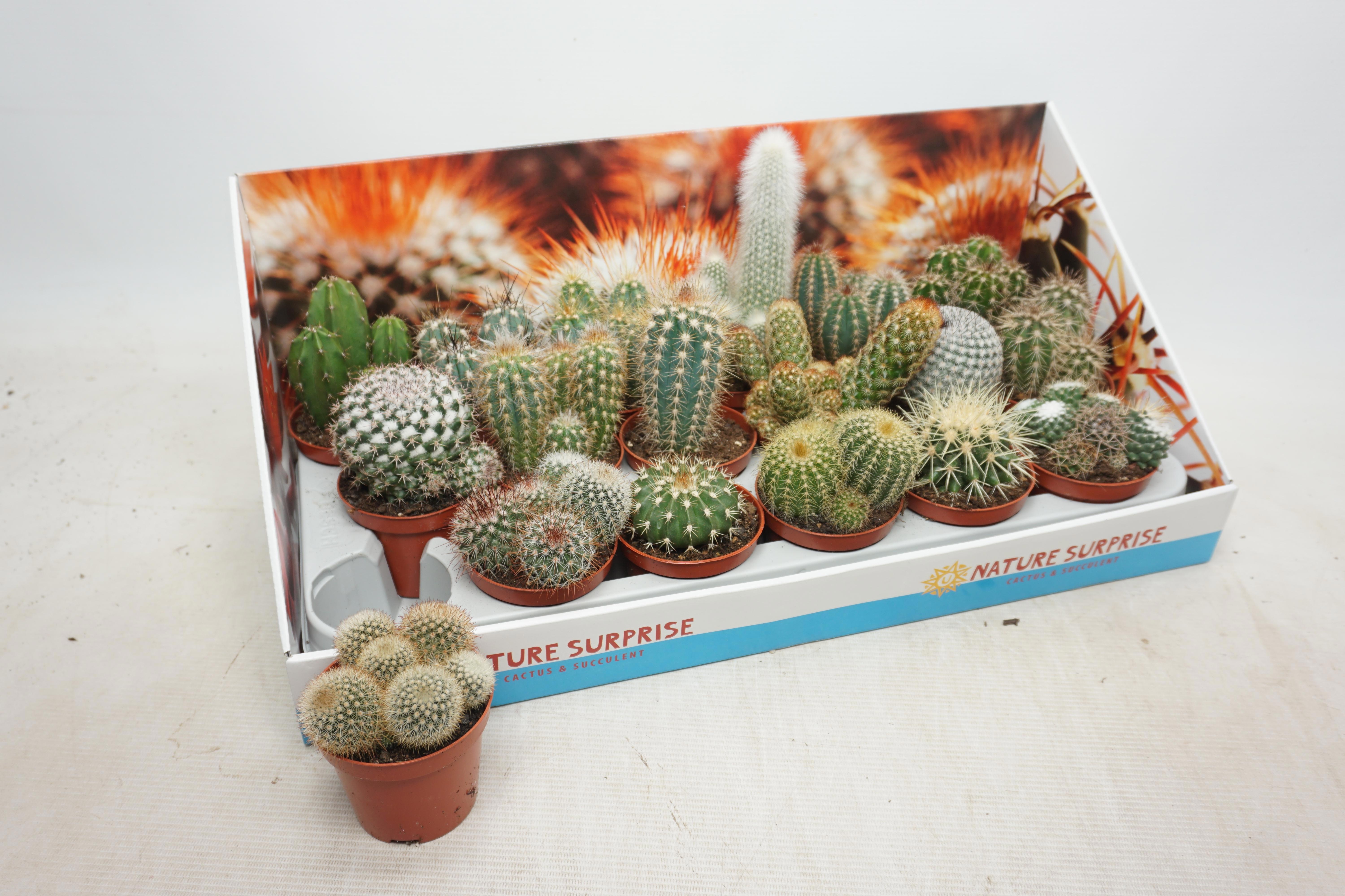 Cactus Gemengd 508Ø 12cm