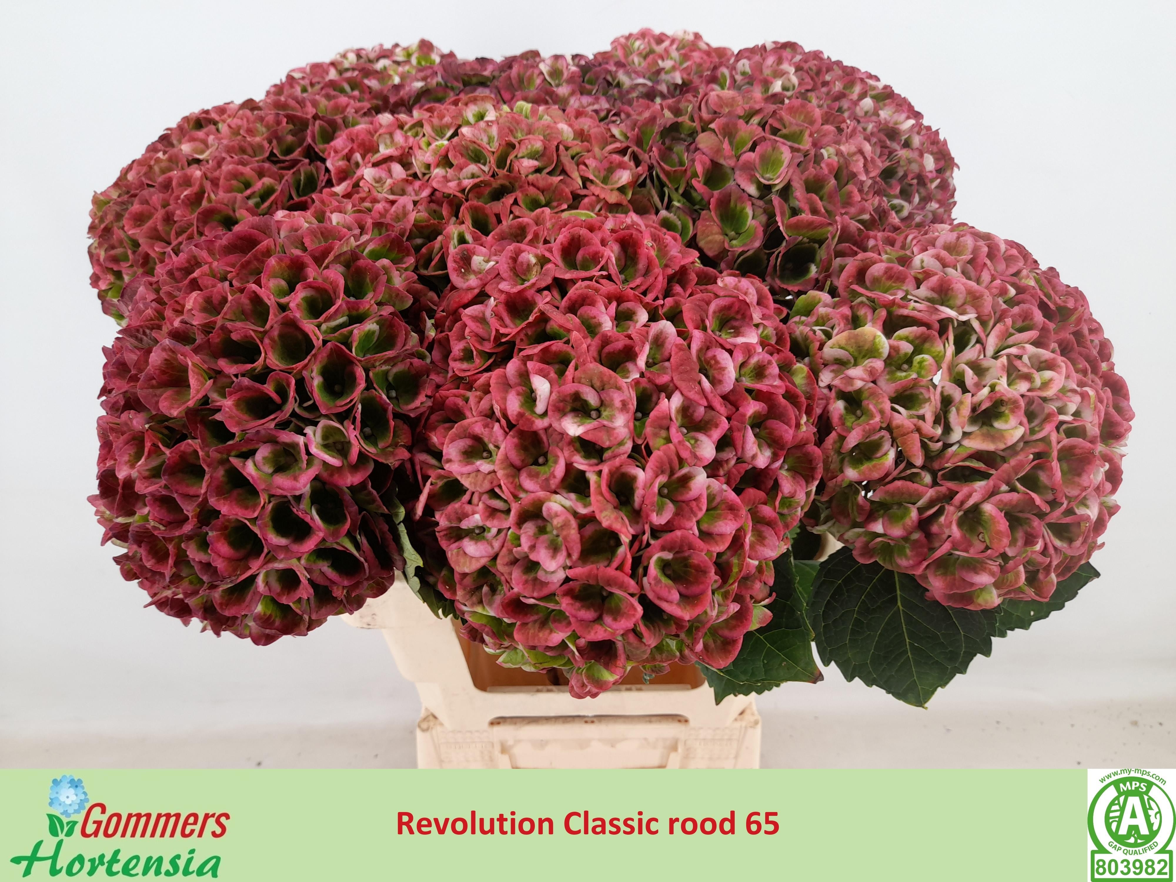 Hydrangea Revolution Pink/green 60cm 18Ø