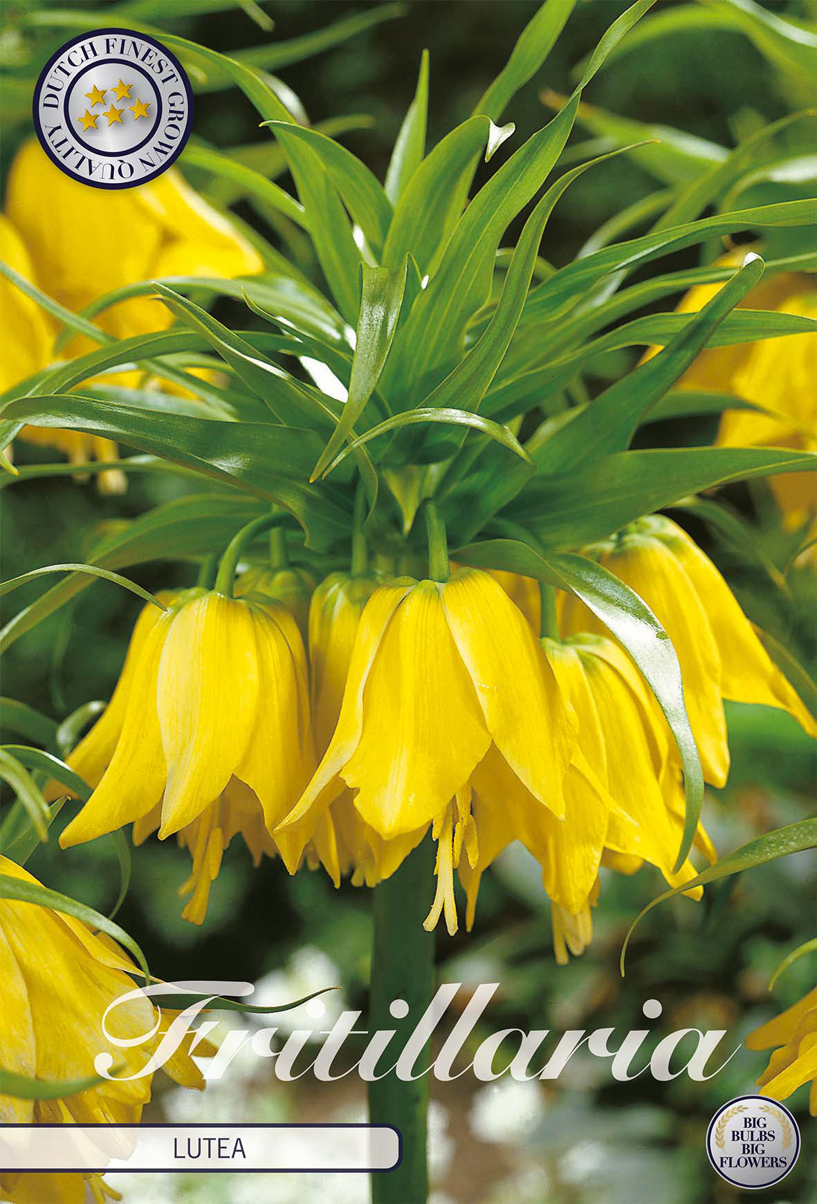 Fritillaria Bol