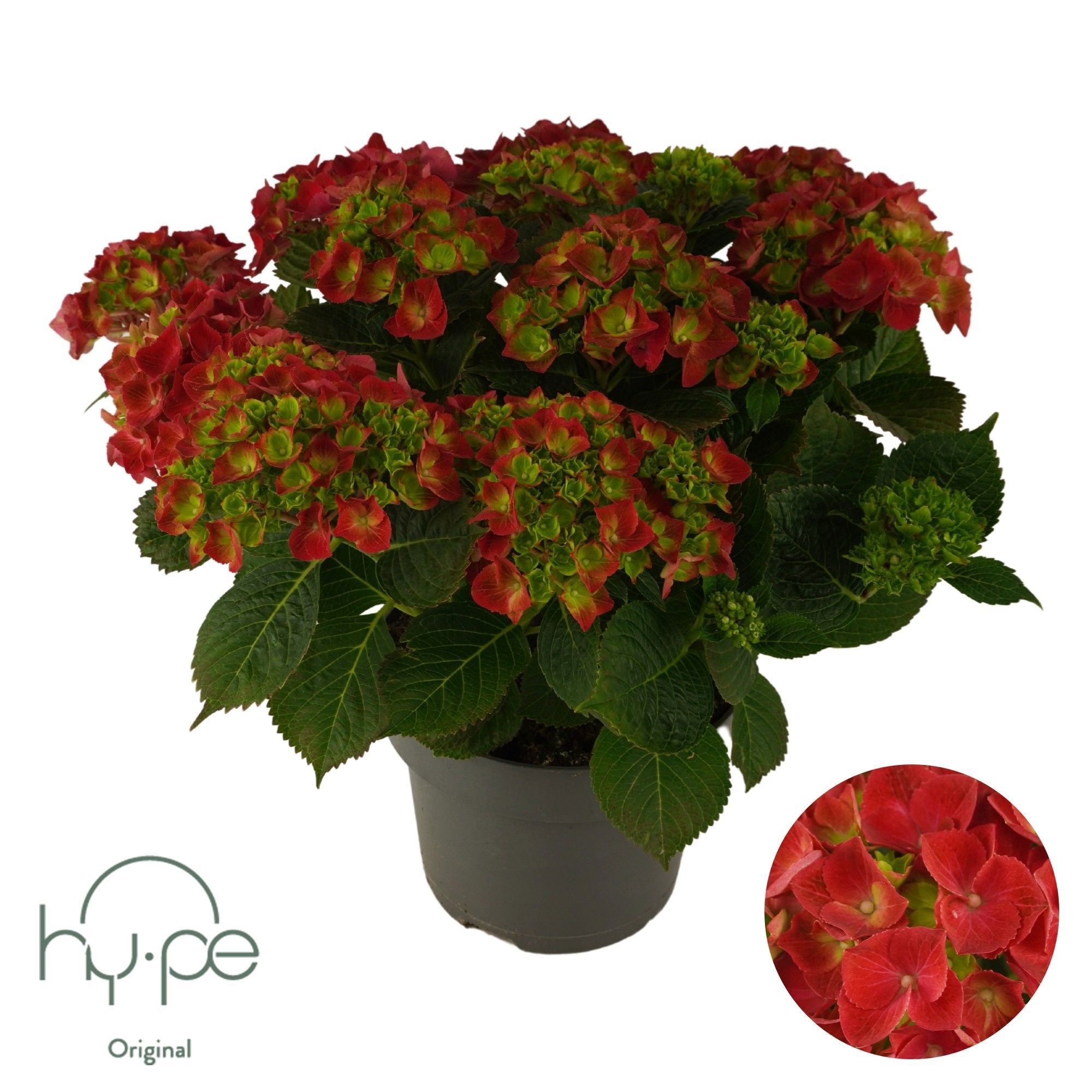 Hydrangea Mophead Red 10+ | Hy-pe Original