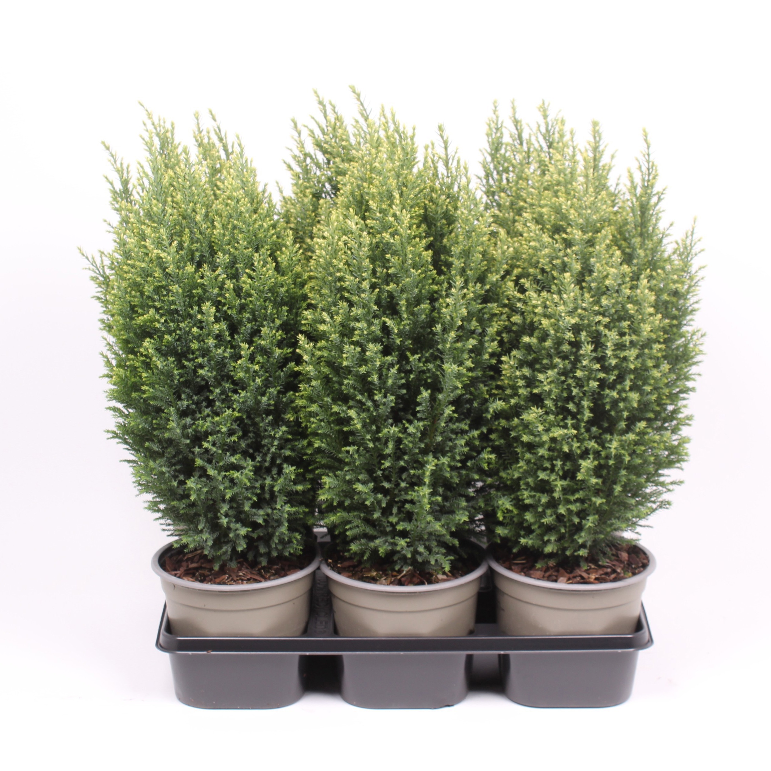 Chamaecyparis lawsoniana 'Snow White'
