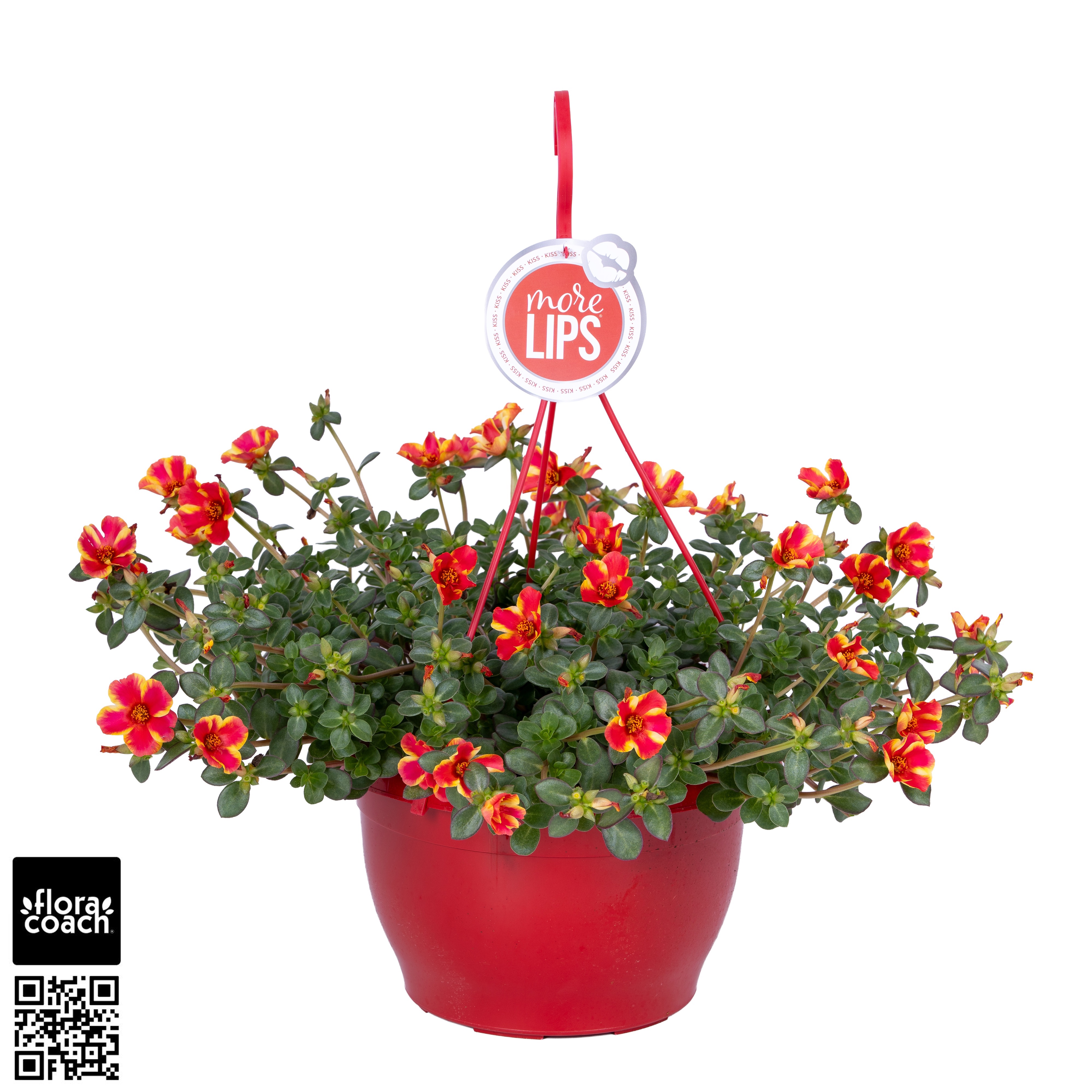 Portulaca MoreLIPS® Portulaca Red Twist