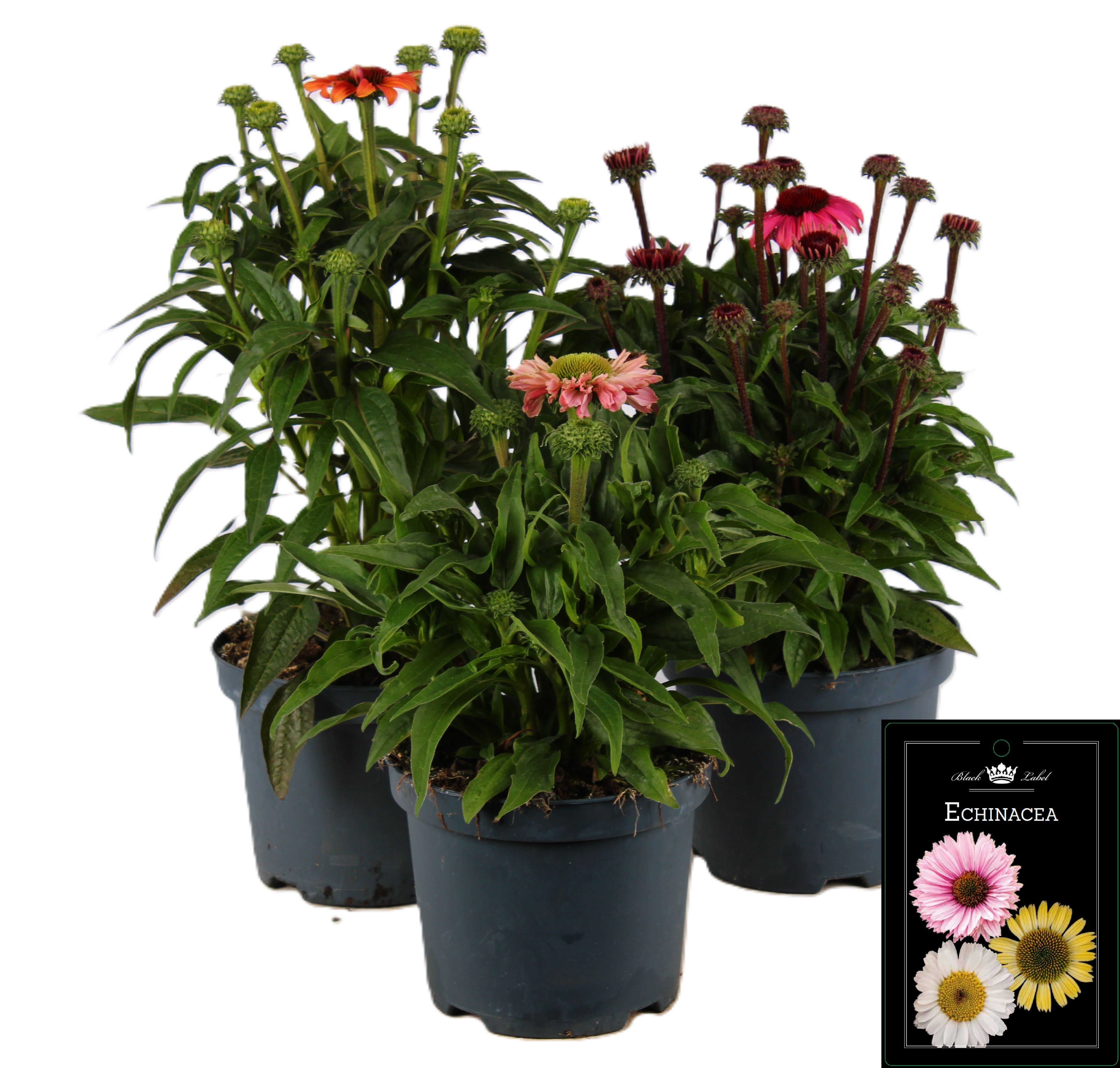 Picture of Echinacea pur. Premium mixed-shelf
