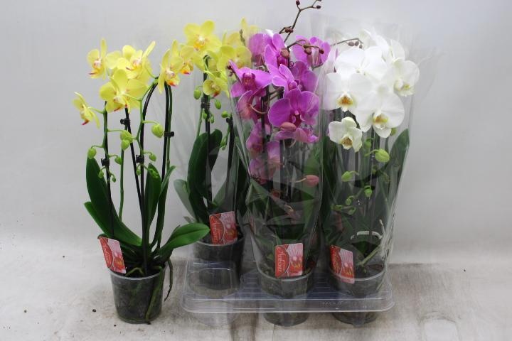 Phal El Cascade 12Ø 45cm